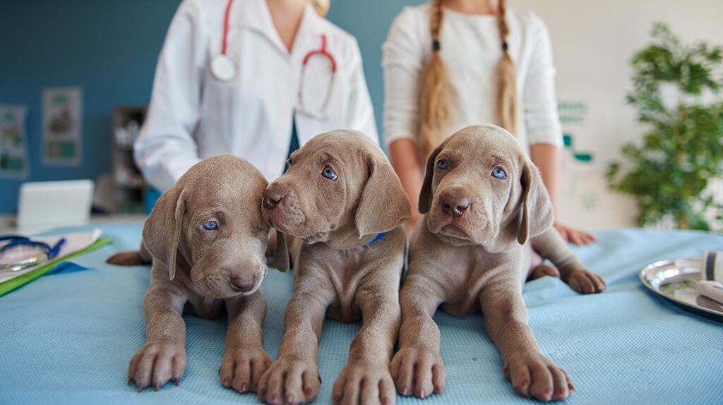 Drie Weimaraner-puppy's op een dierenartstafel met twee dierenartsen op de achtergrond.