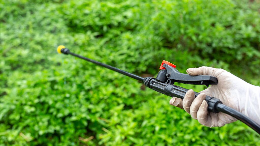 Hand houdt een spuit boven groene planten.