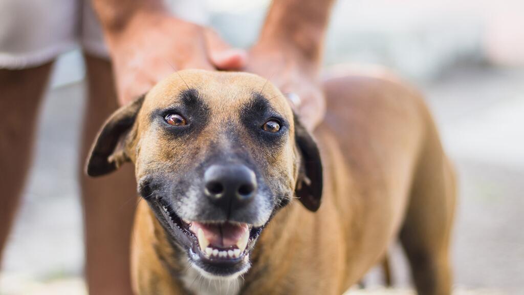 Bruine hond wordt blij geaaid, glimlachend naar de camera.