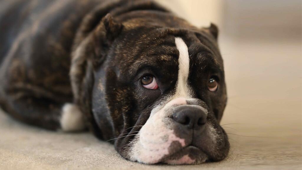Brindle buldog liggend op de grond, met een triomige blik.