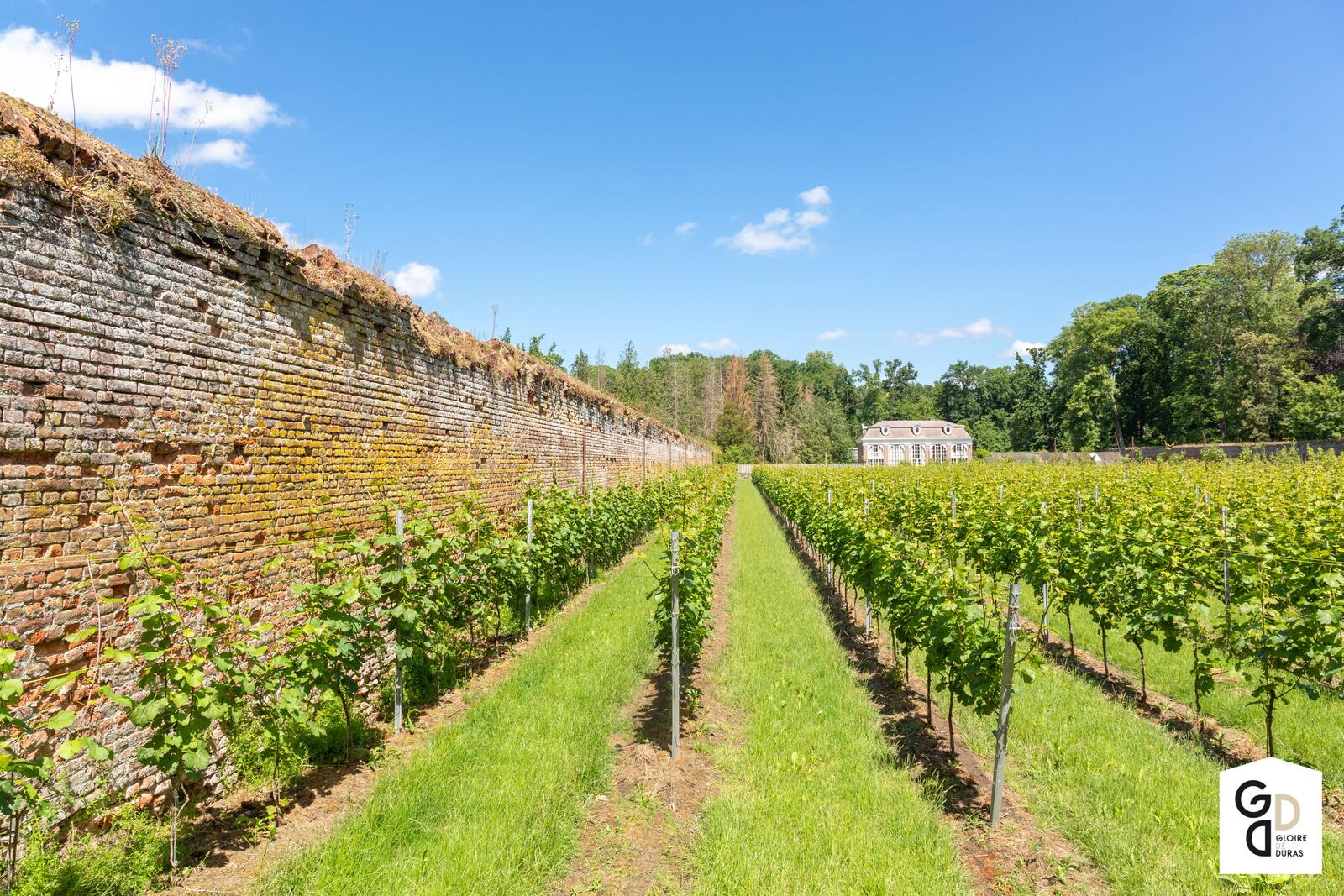 Wijngaard naast oude stenen muur onder blauwe hemel.