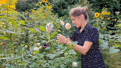 Vrouw in een tuin plukt bloemen tussen zonnebloemen.