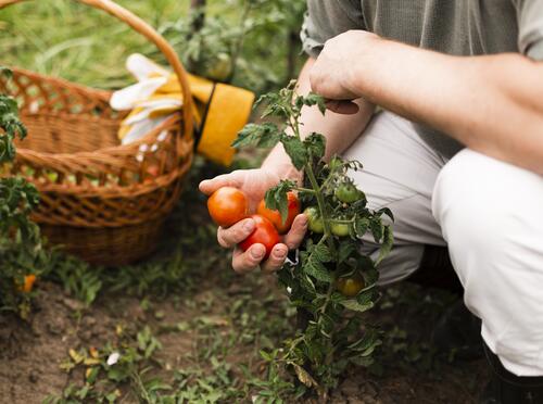 moestuin opleiding