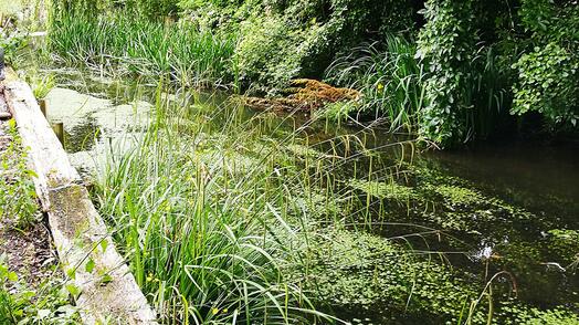 Aanleg van biotoopvijvers en plantenvijvers