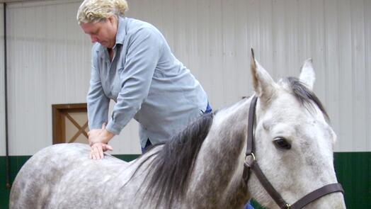 Basis massage en taping bij paarden 