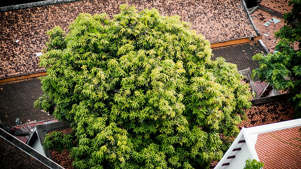 Grote groene boom van bovenaf gezien, omgeven door daken en een straat.