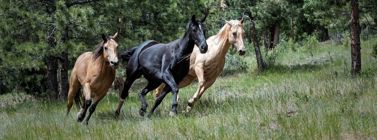 paardenfokken